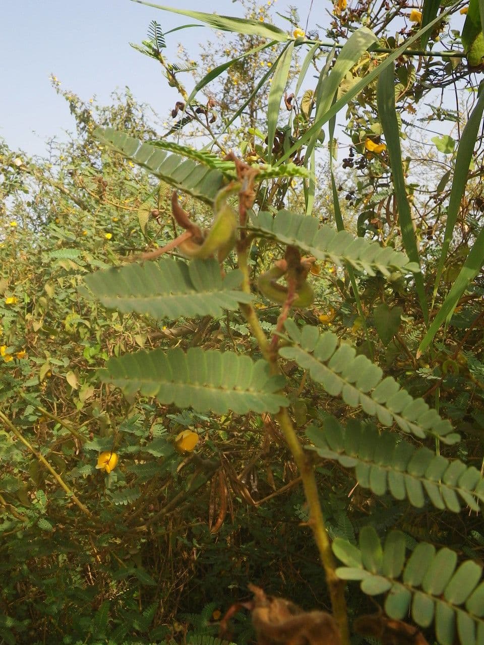 Aeschynomene 10
