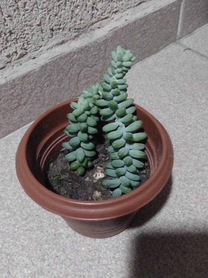 Sedum