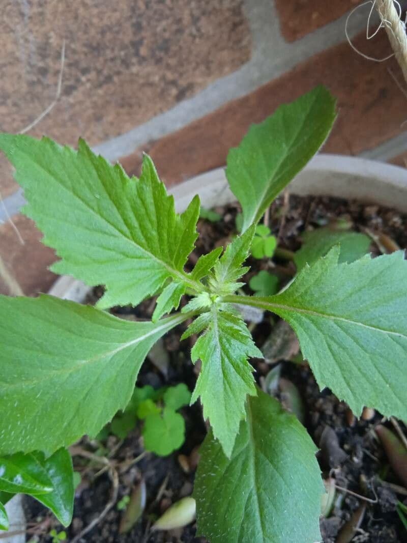 Erba bruciata valerianifolia 14