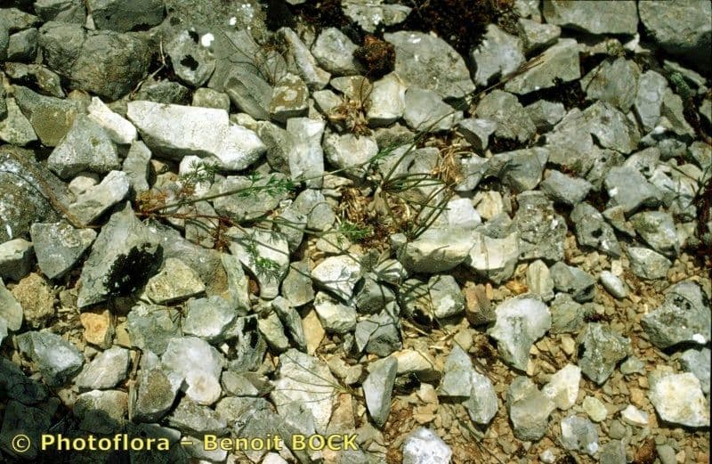 Perifollo austral 21