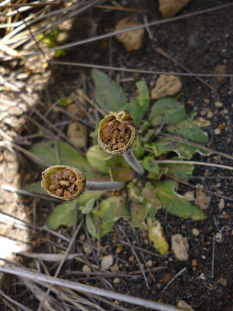 Silene