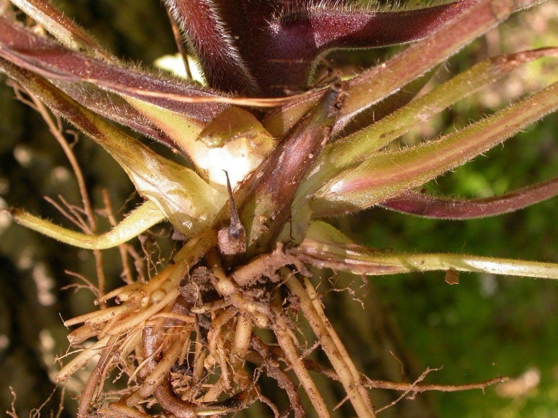 Feuille d'eau appendiculée