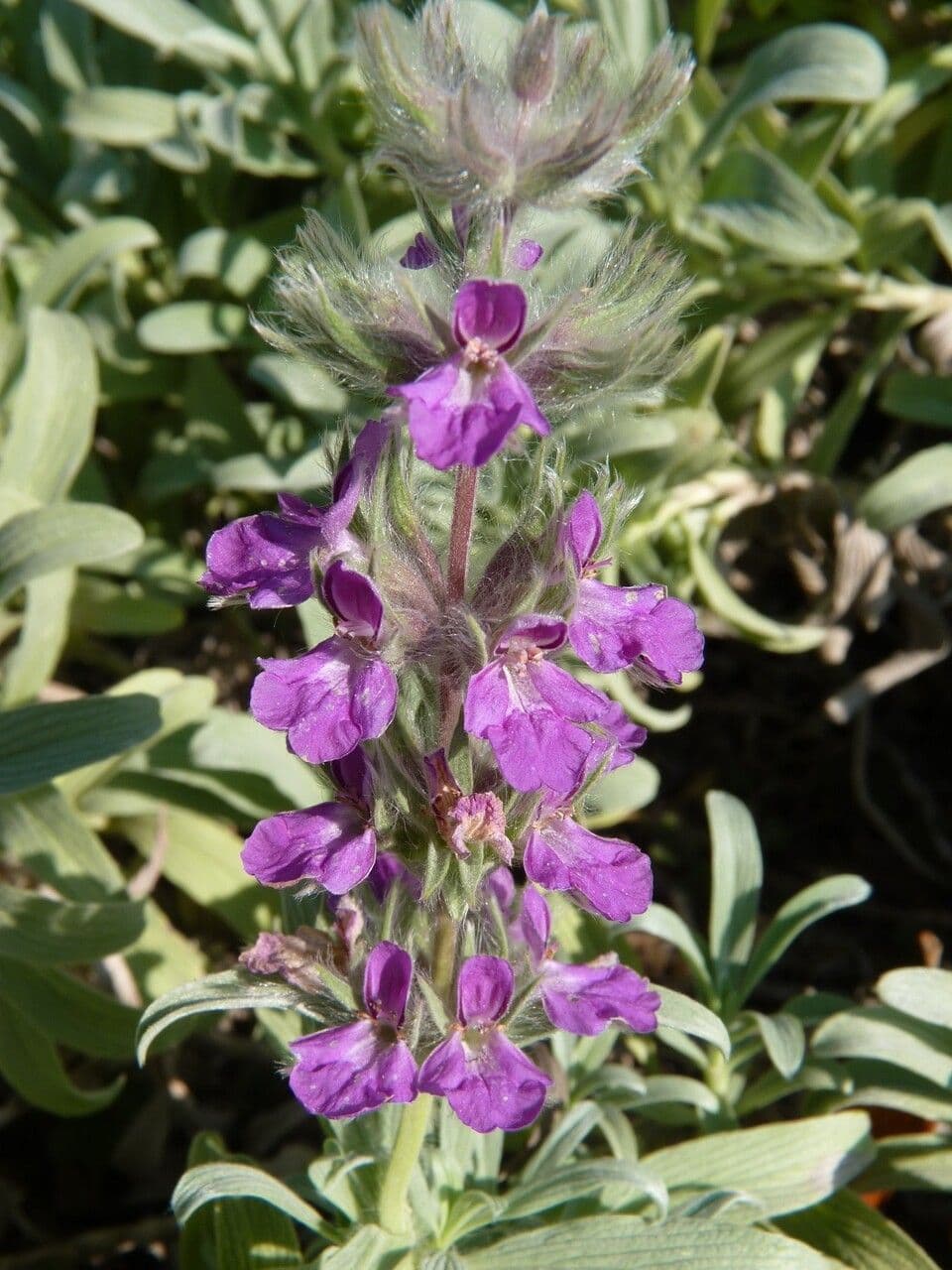 Lavendel-Ziest