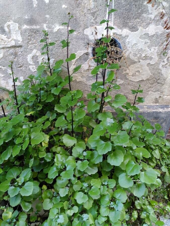 Senecio angulatus 12
