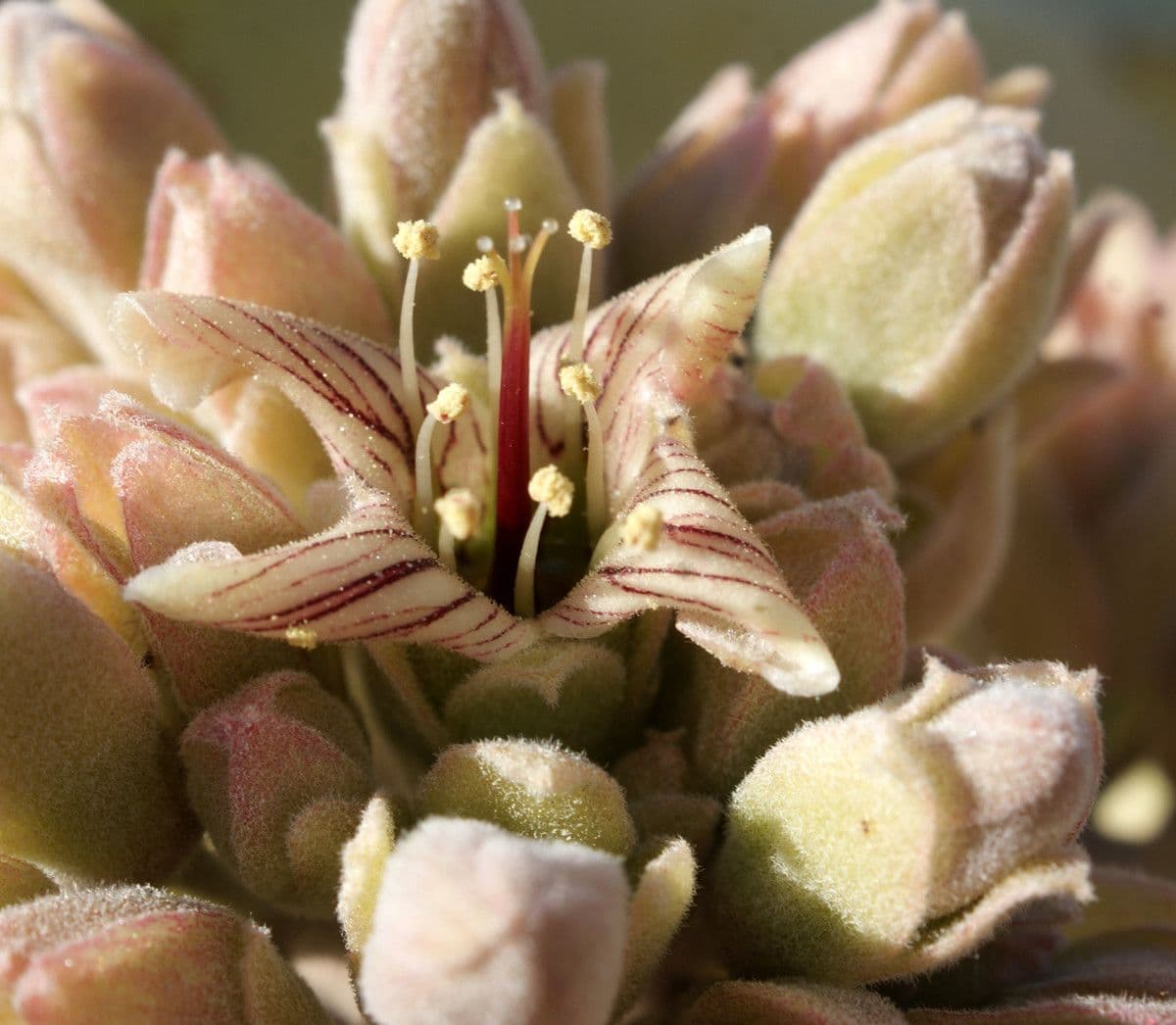 Donkey's ear 6