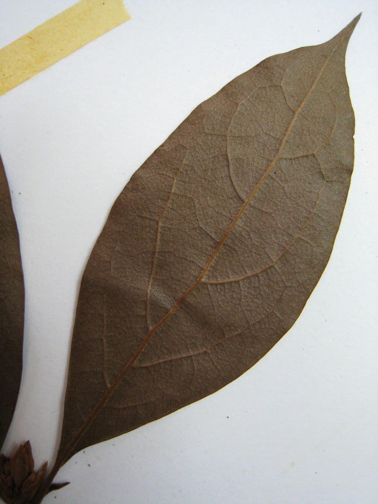 Licaria 8