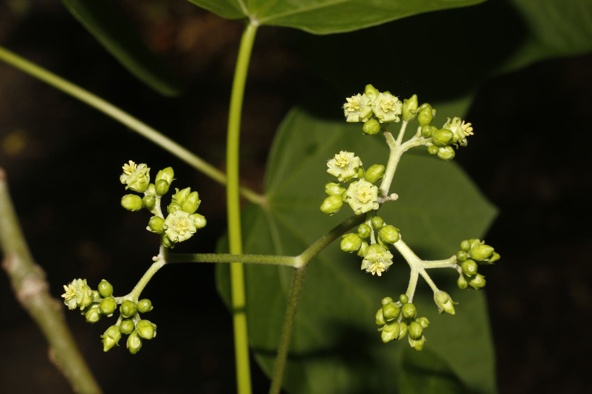 Piombo 6