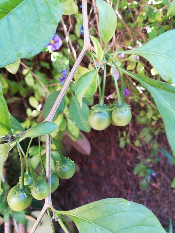 Lycianthes 2