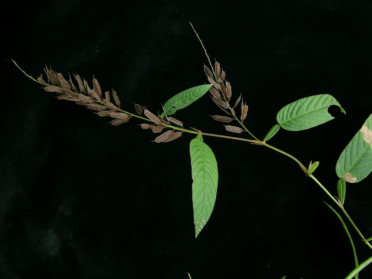 Hylodesmum 6