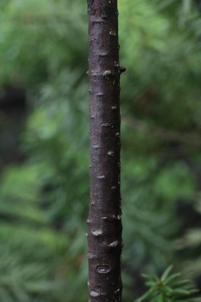 Anden-Pflaumen-Eibe 18