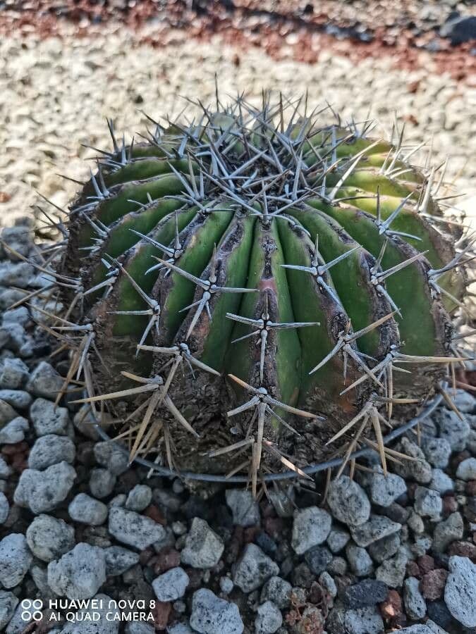 Echinocactus 9