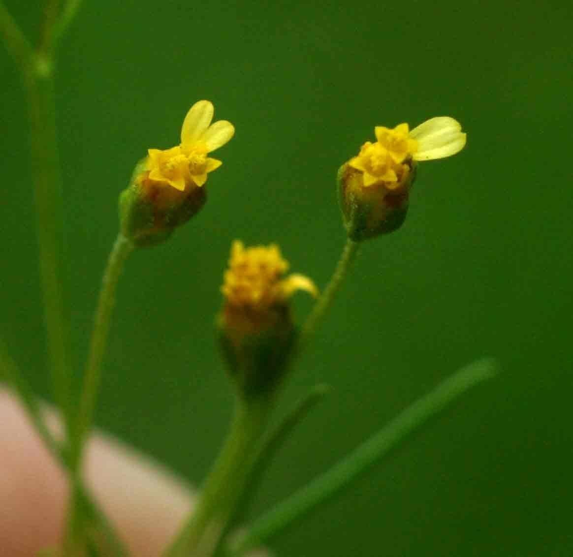 Schkuhria 4