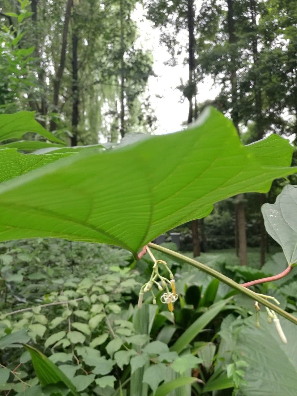 Alangium platanolisté 3