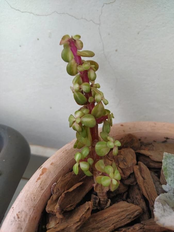 Portulacaria afra 2