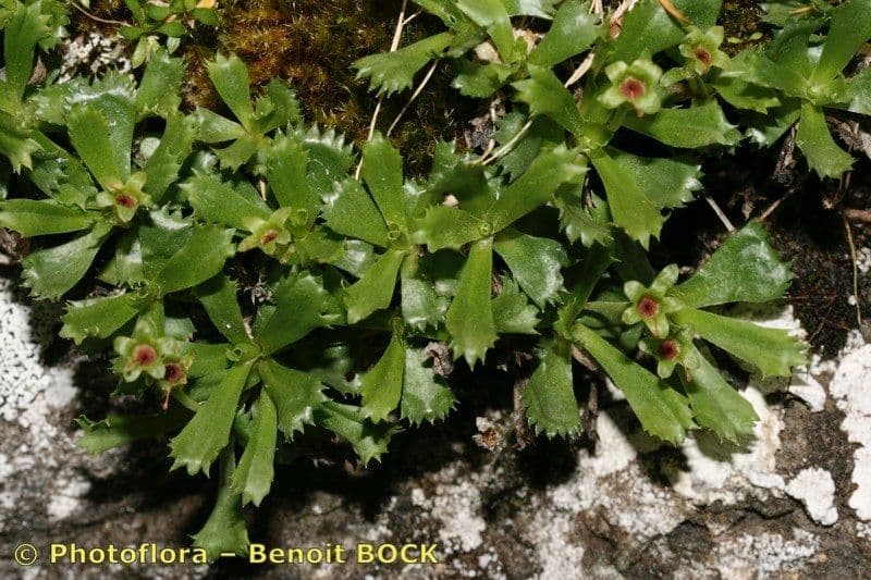 Primula 7