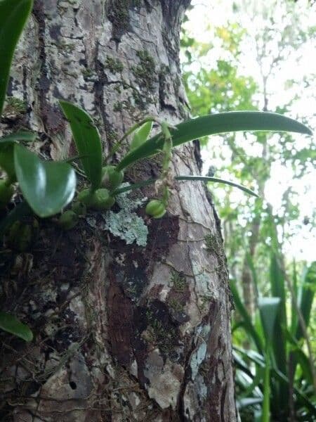 Bulbophyllum 9