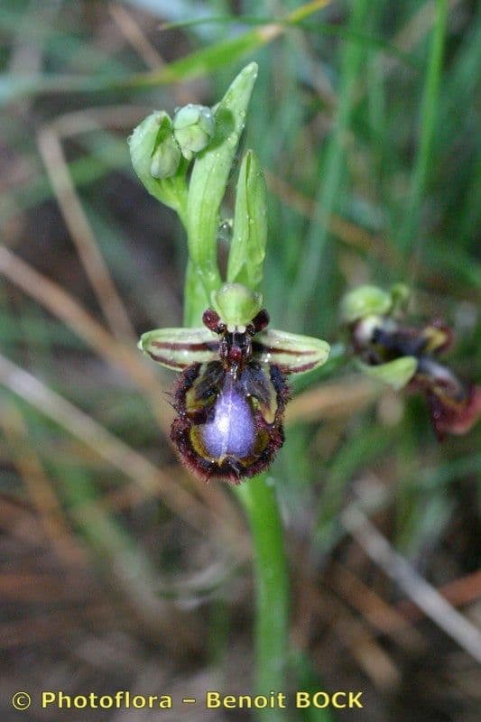 Ophrys speculum 21