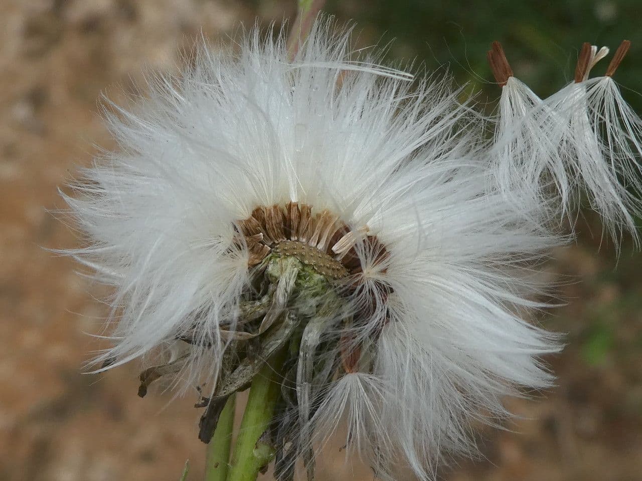 Sonco marittimo 5