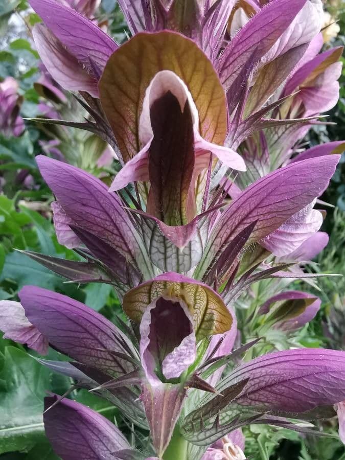 Acantho spinoso 10