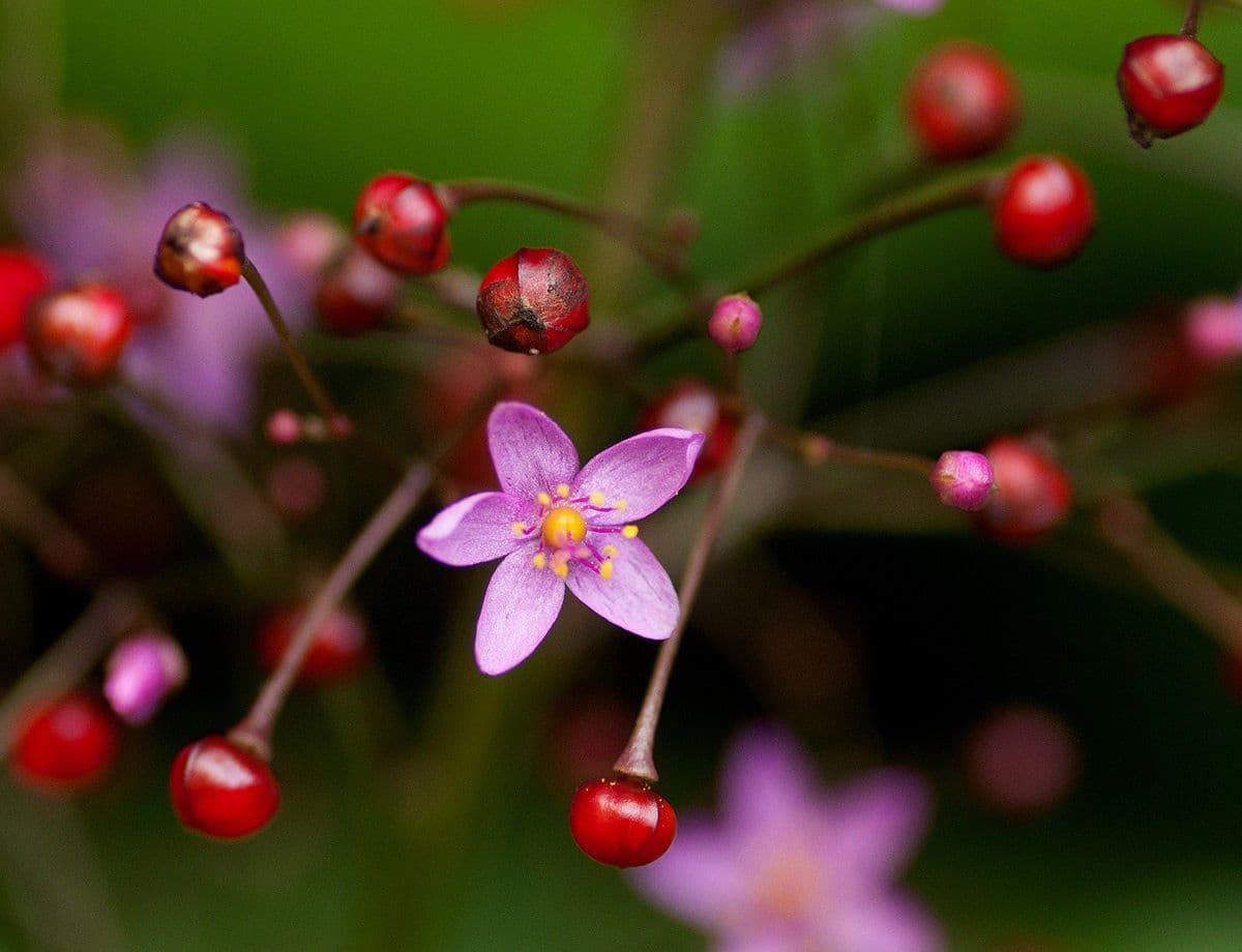 Talinum paniculatum 8