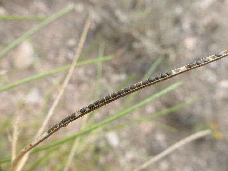 Erba cornacchia altissima 2