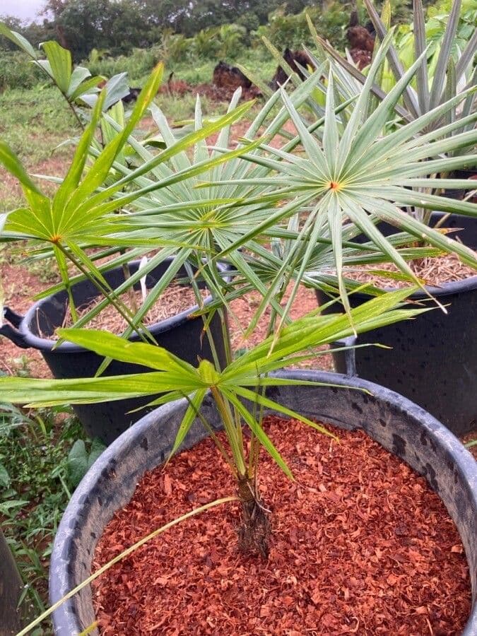 Coccothrinax 4