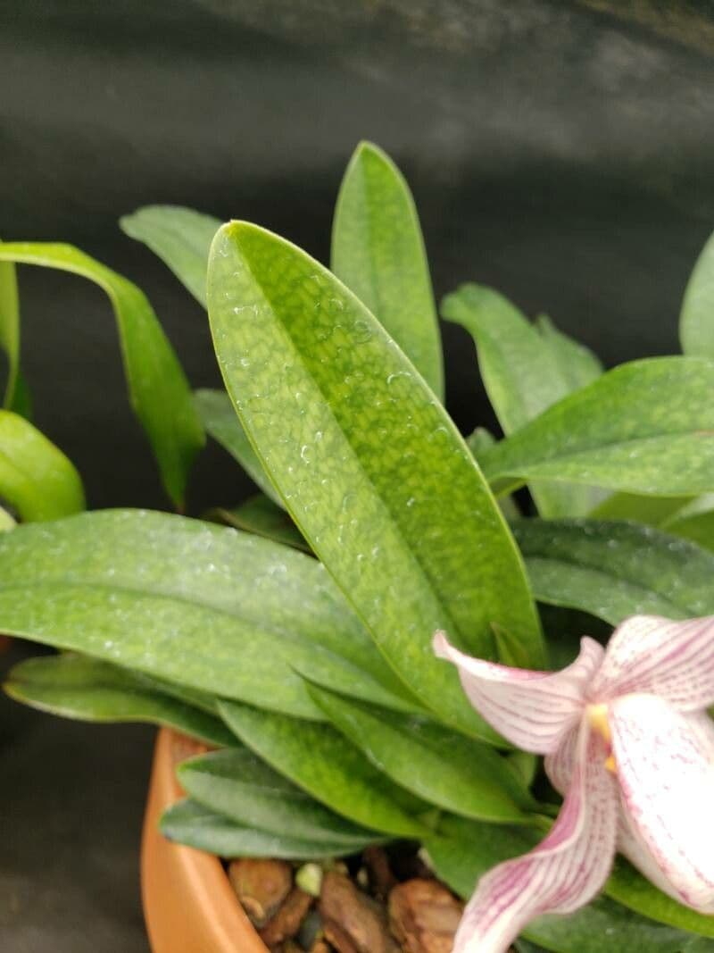 Orchidea 4
