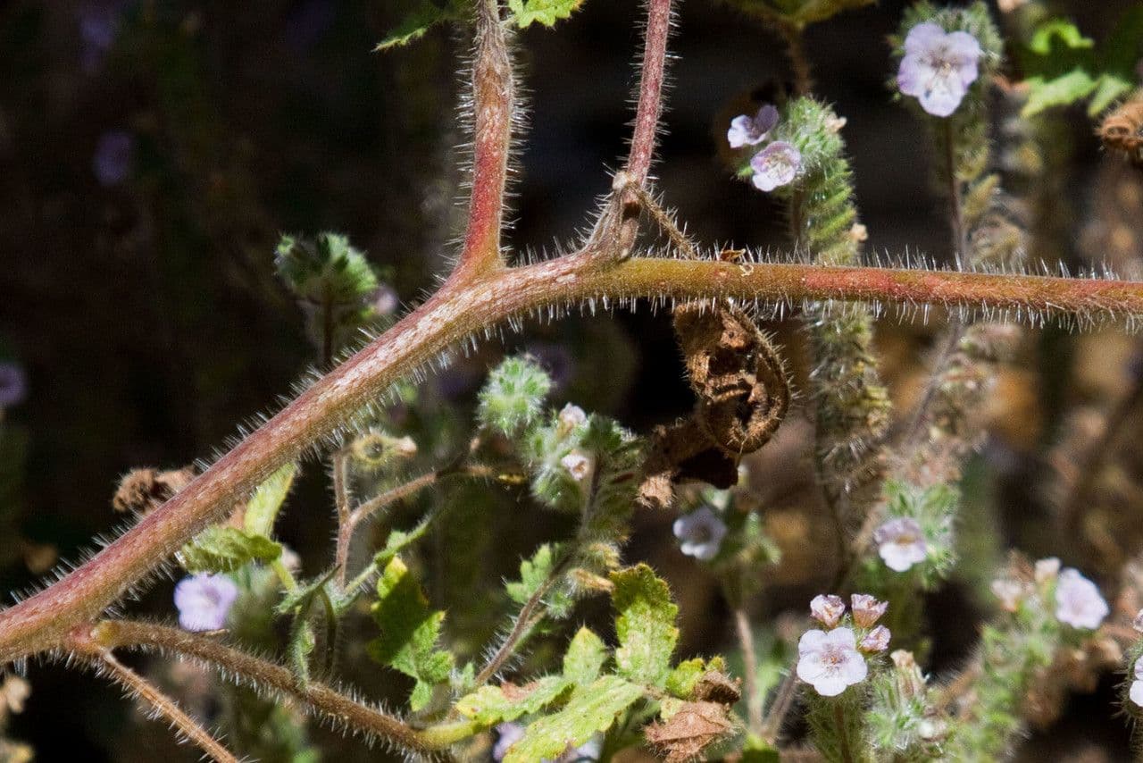 Phacelia cicutaria 19