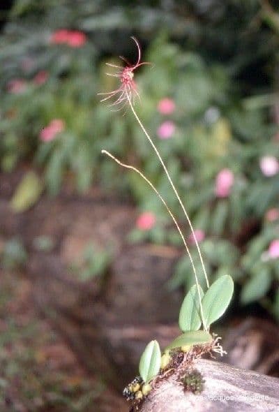 Bulbophyllum 11