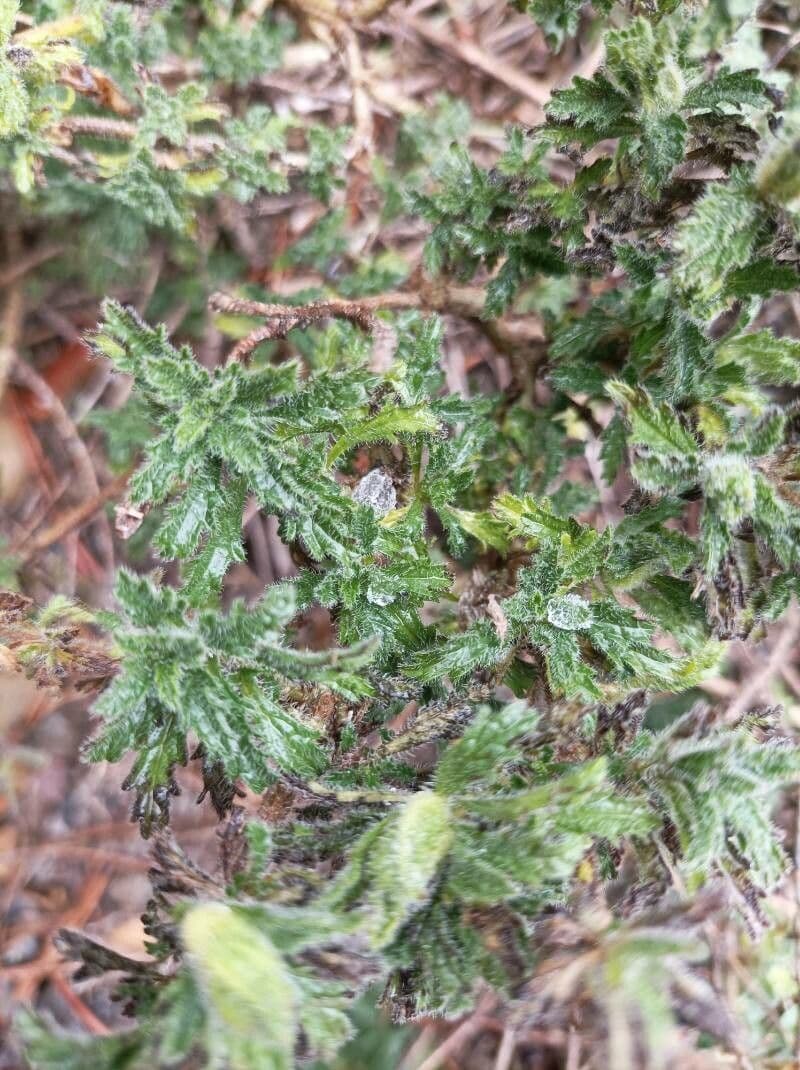 Sideritis 7