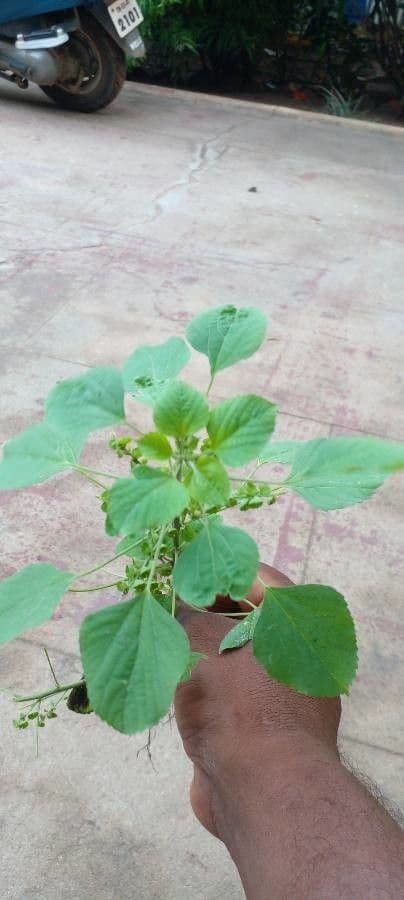 Acalypha a spiga grande 17