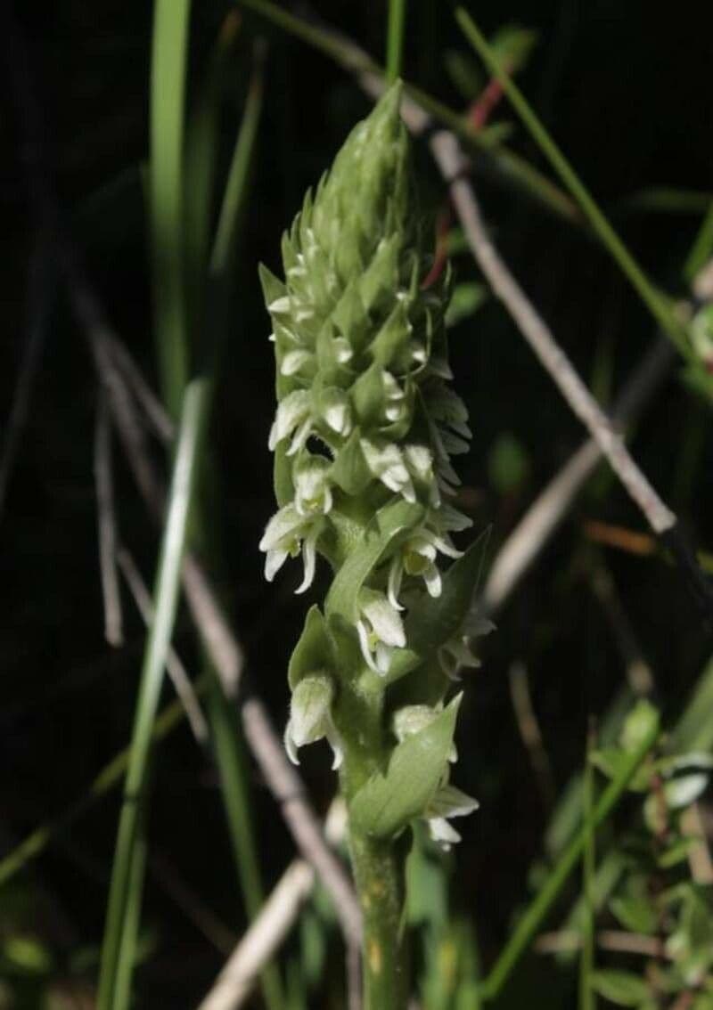 Brachystele