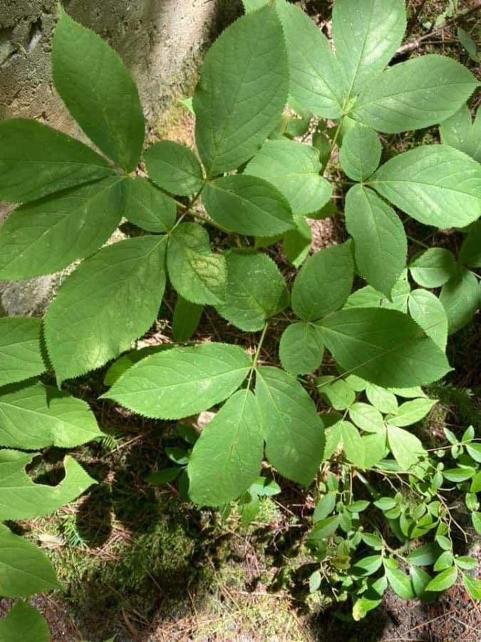 Aralia a stelo nudo 20