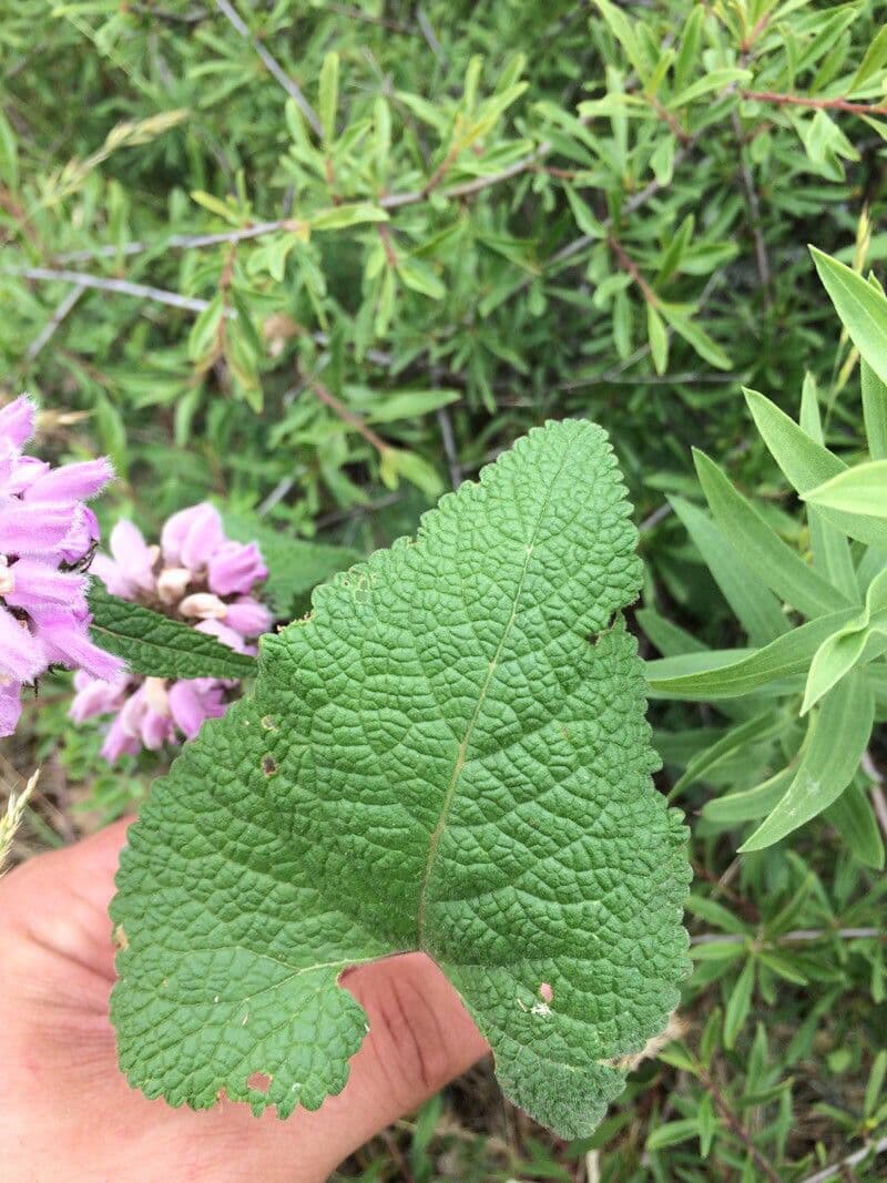 Phlomoides tuberosa 9
