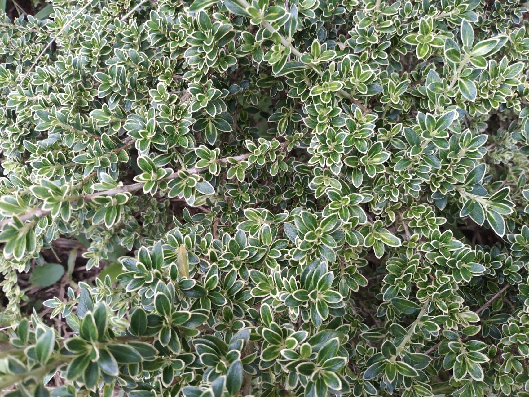 Serissa 11