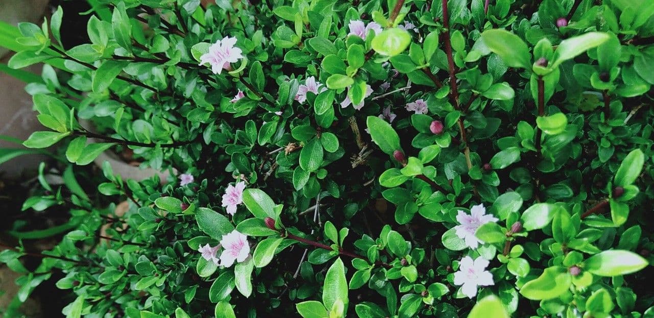 Serissa 5