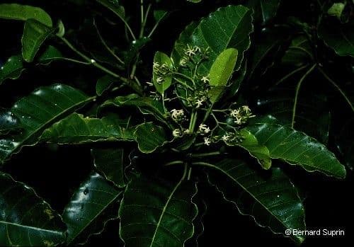 Alstonia 3