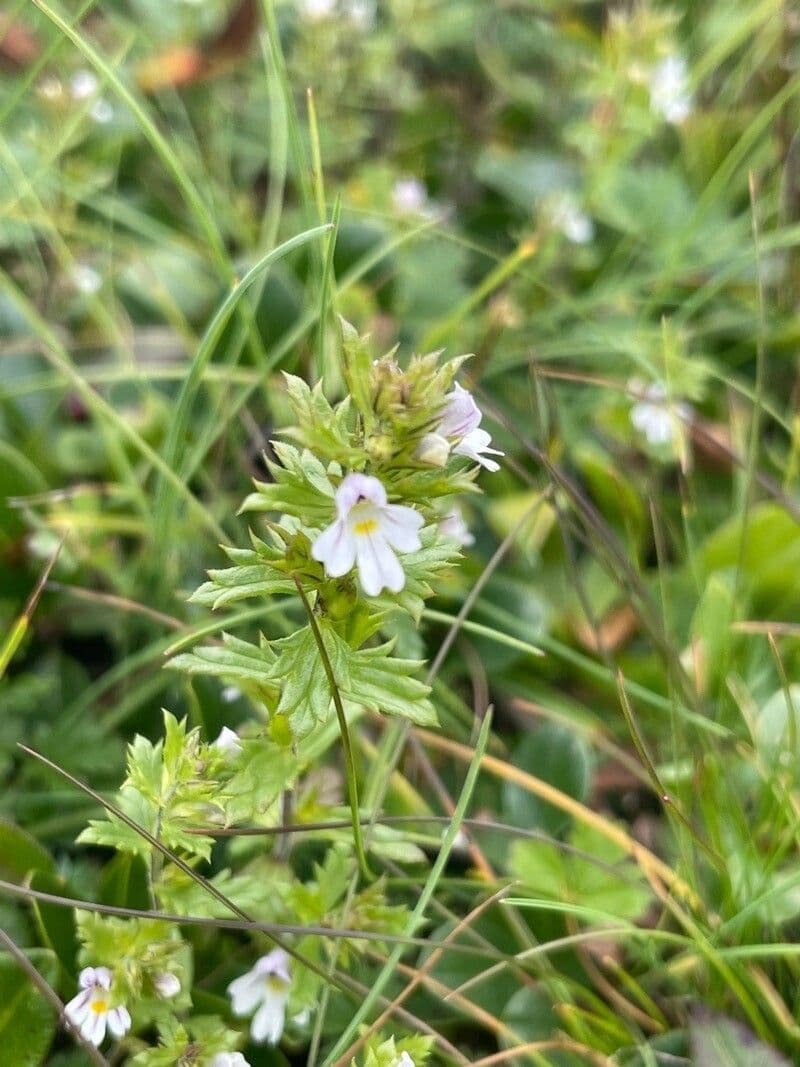 Irish eyebright 15