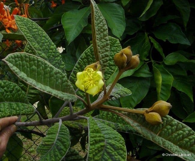 Pleurocalyptus 9