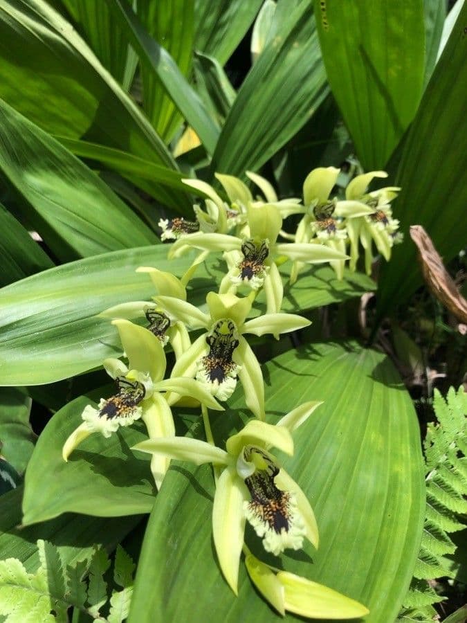 Orchidea nera 6