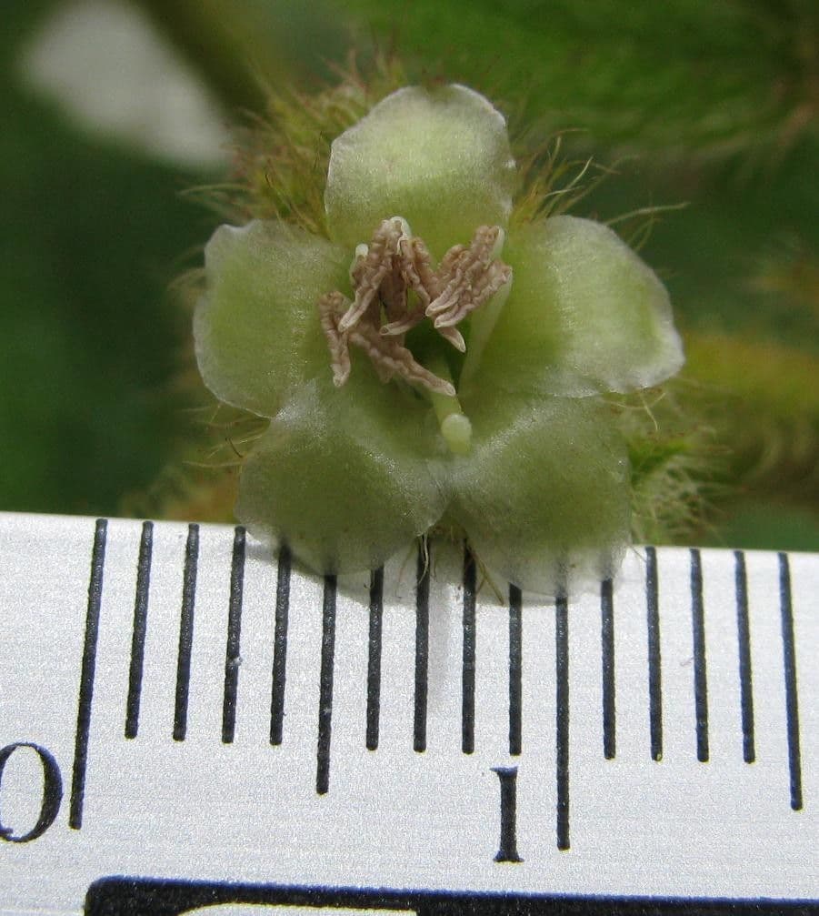 Miconia pendente 20