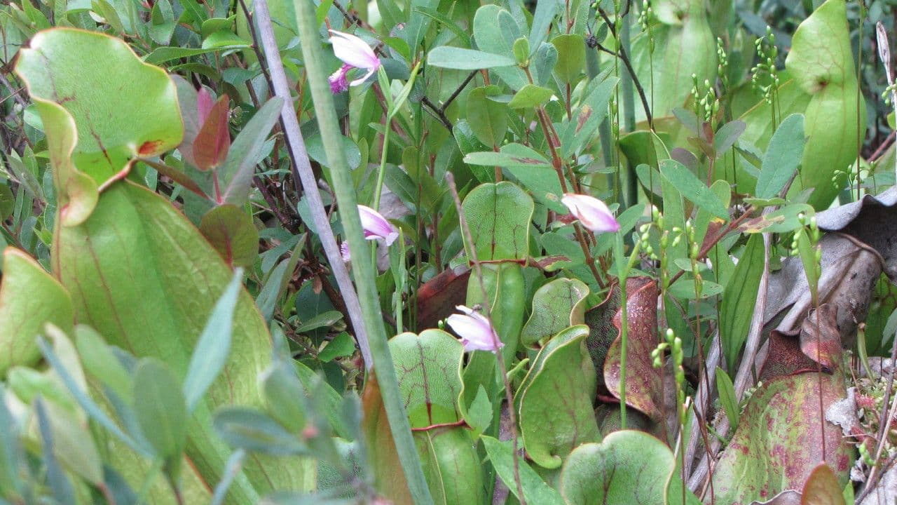 Pogonia 6