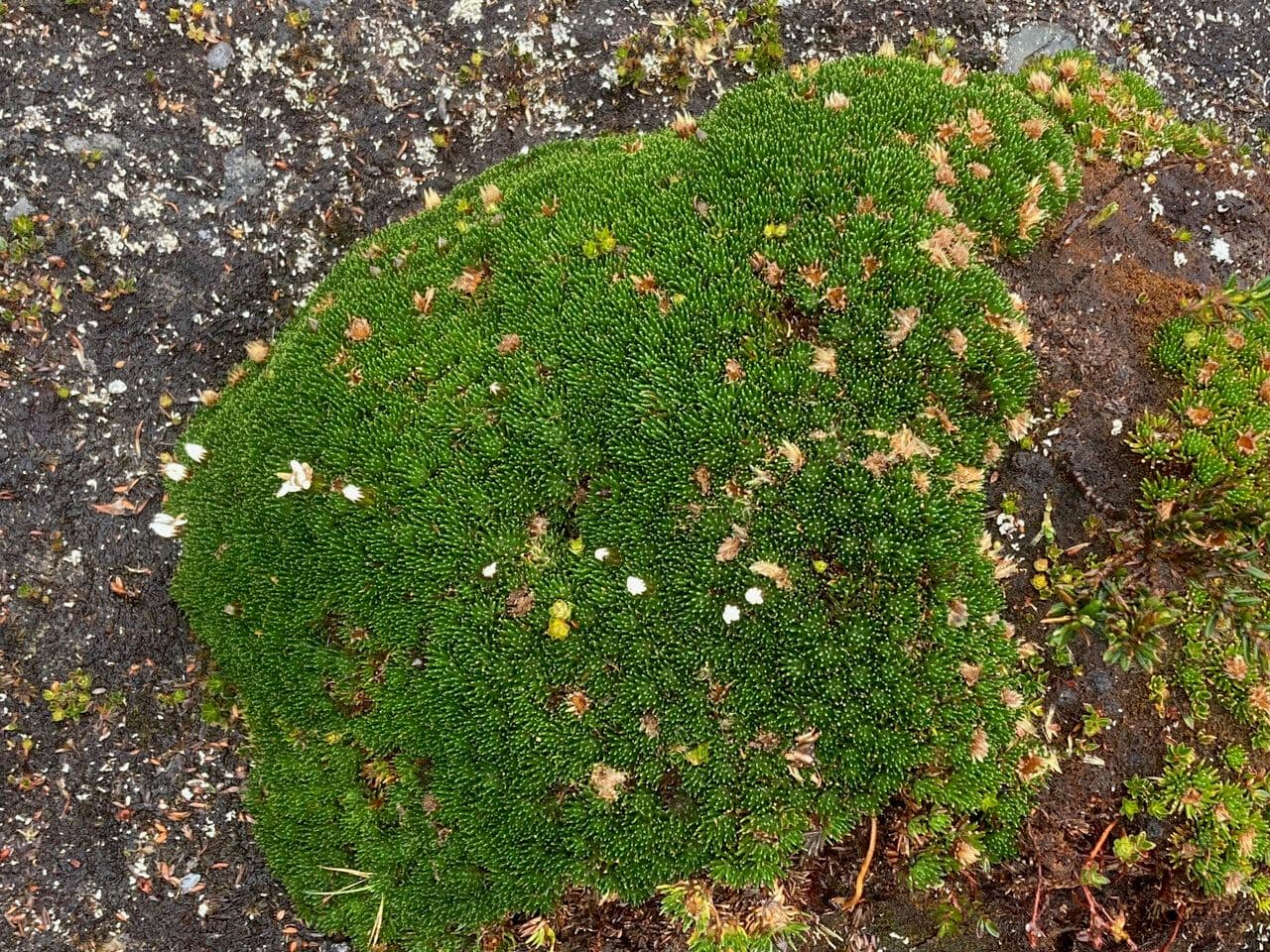 Xenophyllum 8