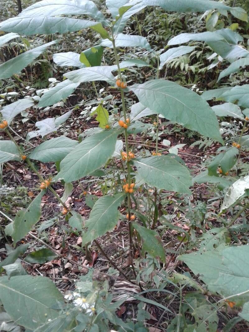 Triosteum perfoliatum 3