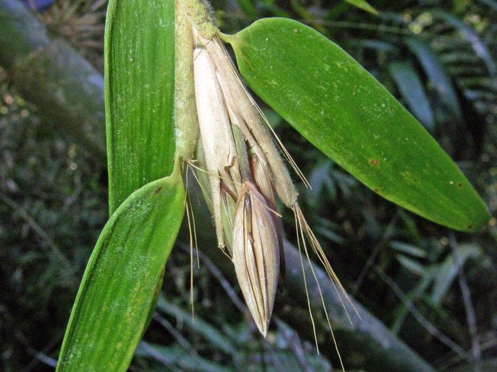 Elytrostachys 10