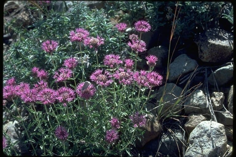 Monardella 9