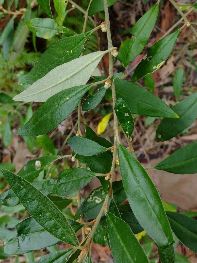 Asterolasia correifolia 4