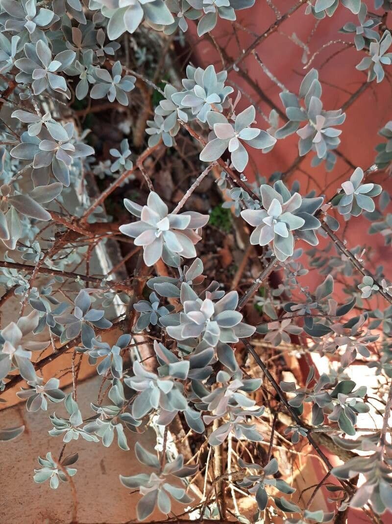 Leucophyllum candidum 15