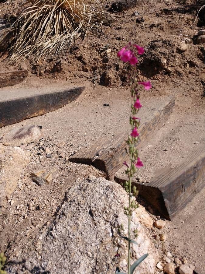 Penstemon di Parry 2