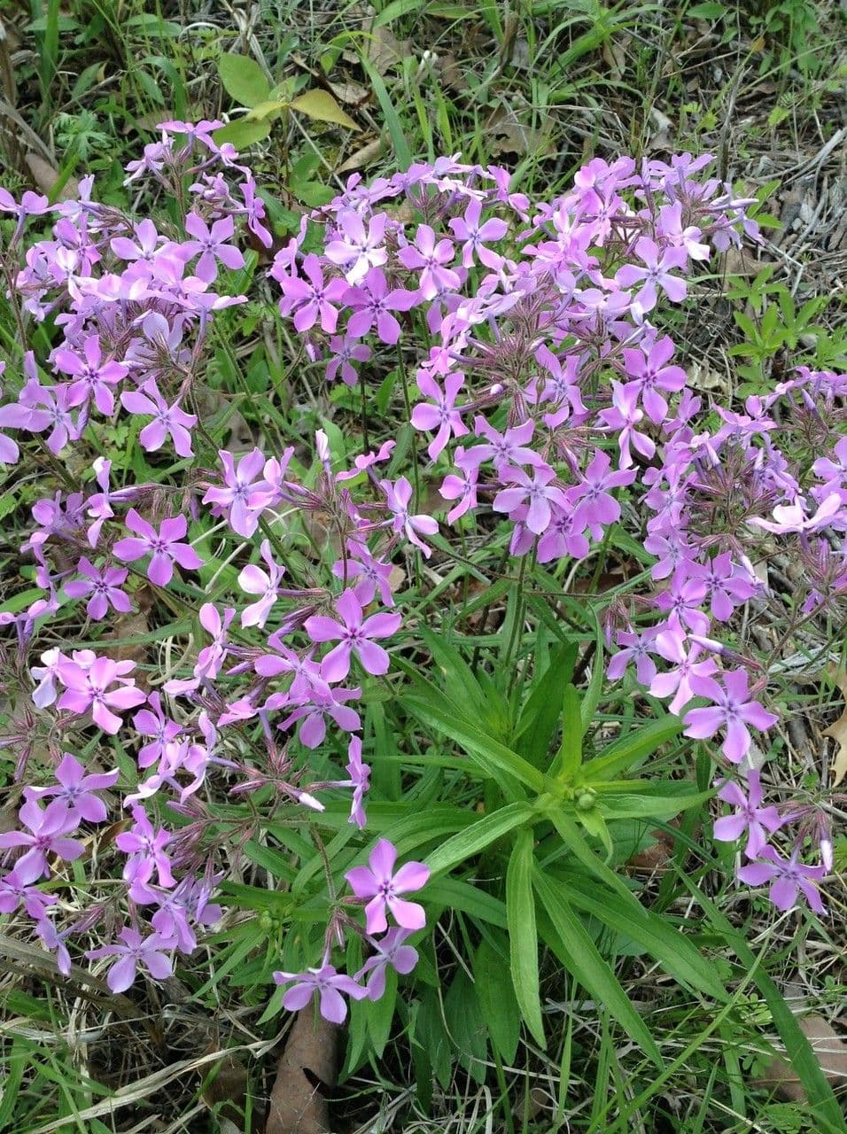 Zottiger Phlox 7
